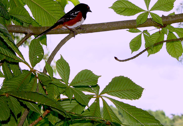 Птичий заповедник в Дельте: George C. Reifel Migratory Bird Sanctuary 